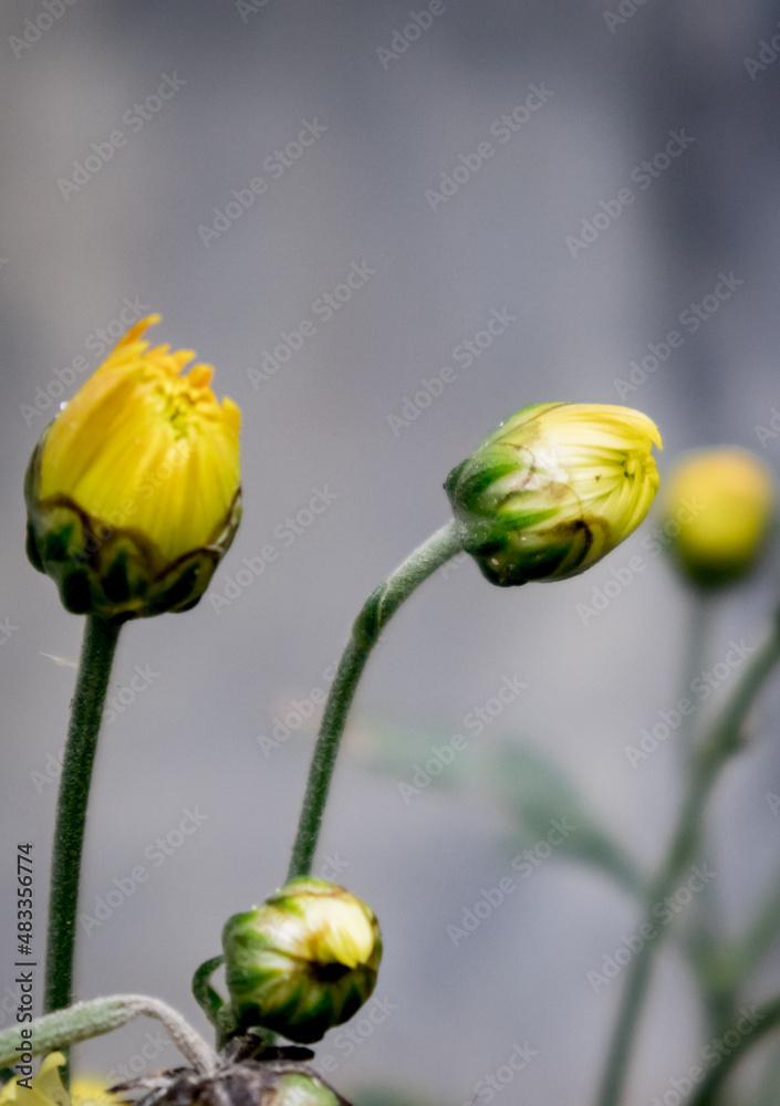 Photo of Chandramallika flower buds in a garden Photo of Chandramallika flower buds in a garden