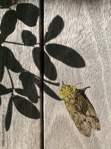 Bug