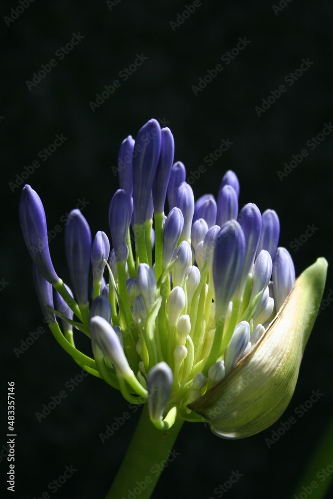 Pimpollo de flor de Agapanthus de origen africano, abriendo con flores  azules, iluminadas por el sol de la tarde, forma una bella ilustraciòn  natural con fondo negro Stock-Foto | Adobe Stock