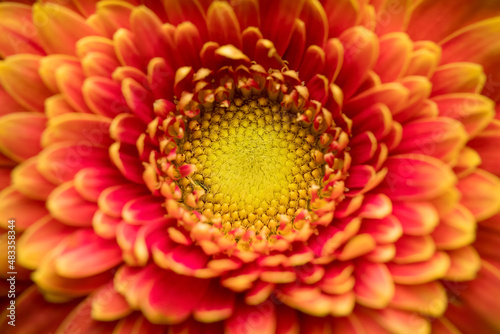 Gerbera flower close up. Macro photography. Card Gerbera Flower. Natural romantic conceptual floral Macro background.