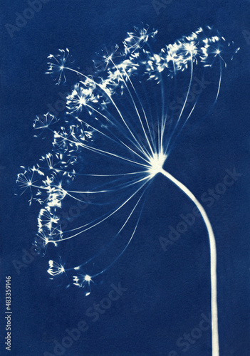 Sun-printing or cyanotype process. Skeleton leaf cyanotype photo