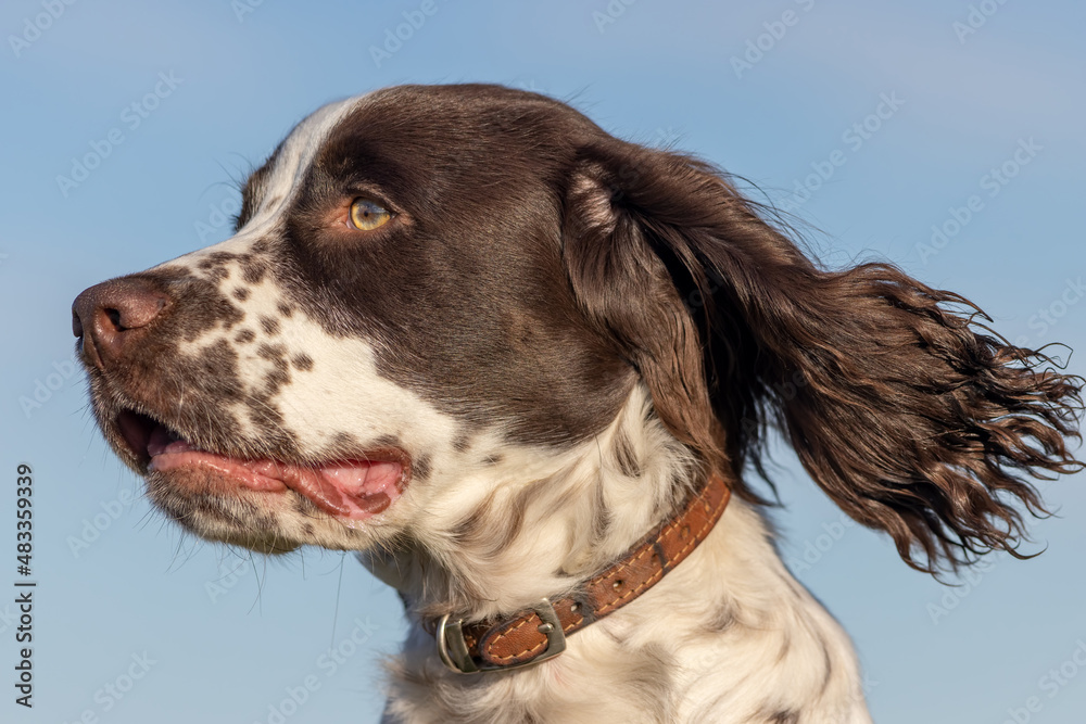 Spaniel dog face. Close-up profile of Sprocker spaniel puppy head isolated against blue sky with ears back