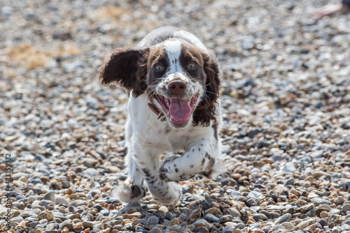 Crazy happy spaniel puppy running towards the camera on a beach dog walk