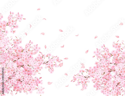 美しく華やかな満開の薄いピンク色の桜の花と花びら舞い散る春の白バックフレームベクター素材イラスト 