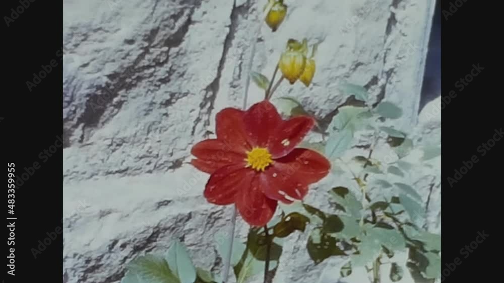 Italy 1961, Detail of various colorful spring flowers