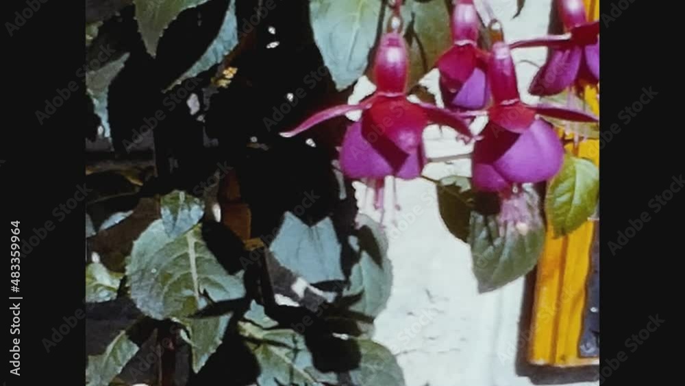Italy 1961, Detail of various colorful spring flowers