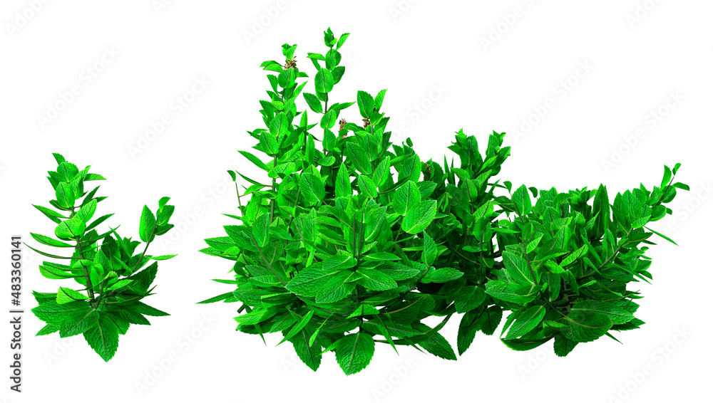 Obraz premium 3D Rendering Mint Plants on White