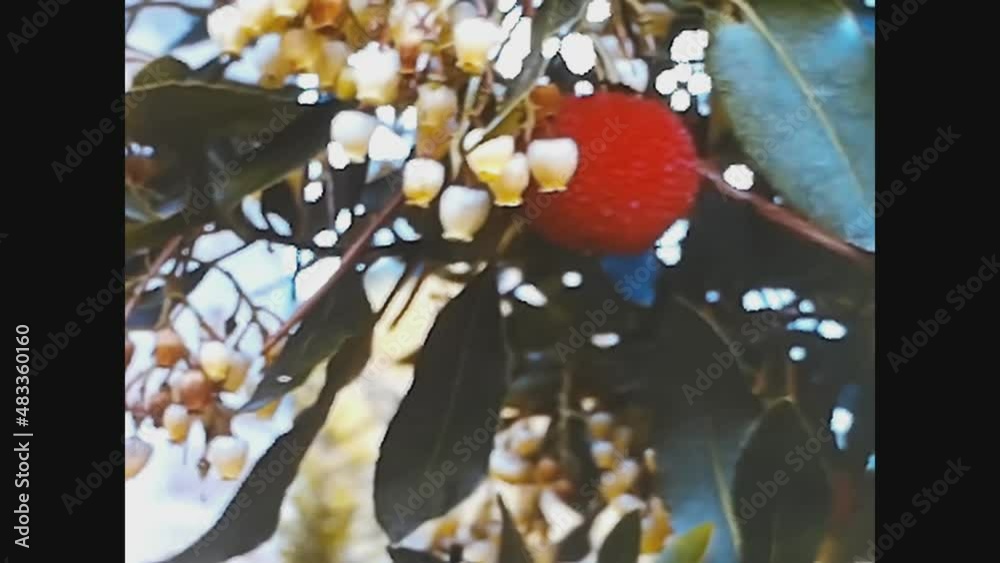 Italy 1961, Detail of various colorful spring flowers in 60's