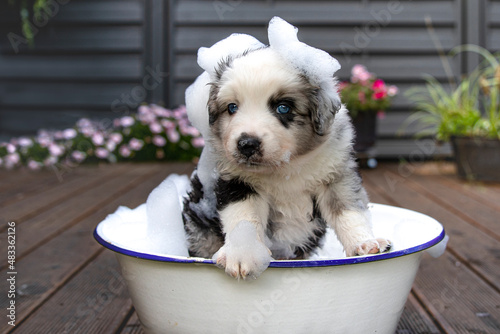 Miniatur American Shepherd  photo