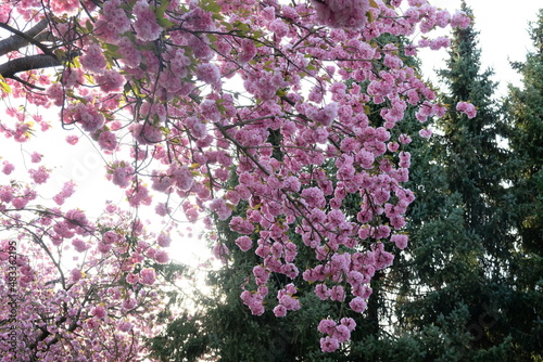 FU 2020-04-16 Kirsch 108 Vom Baum hängt ein Zweig mit rosa Blüten herunter