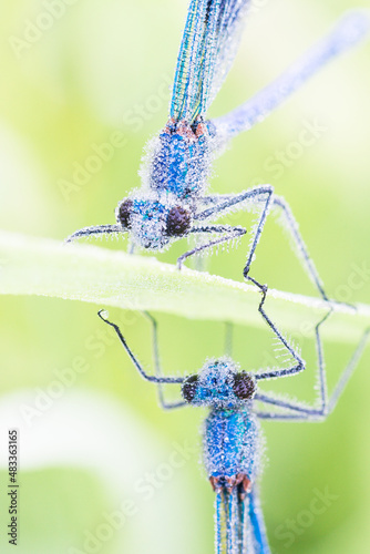 demoiselle portraits