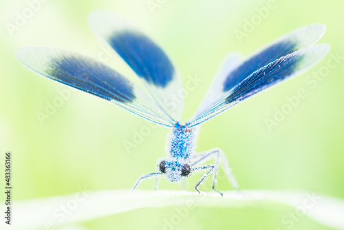 banded demoiselle wide open