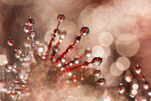 abstract sundew