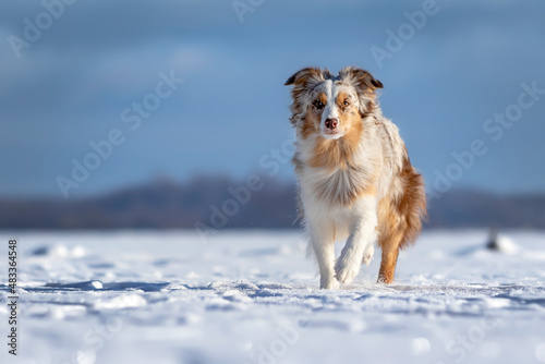 Miniatur American Shepherd photo