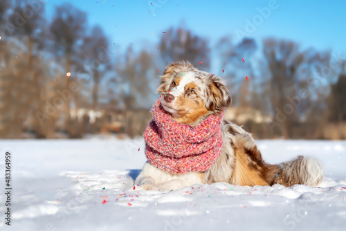 Miniatur American Shepherd photo