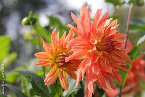 Spring Garden with coral chrysanthemum. Blooming dahlia flower in garden. Shallow depth of field. Coral flower Dahlia for background. Big flowers of blossoming autumn orange dahlia. Summer blossom