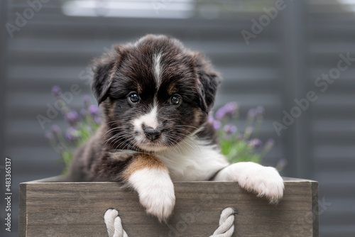 Miniatur American Shepherd Welpe photo