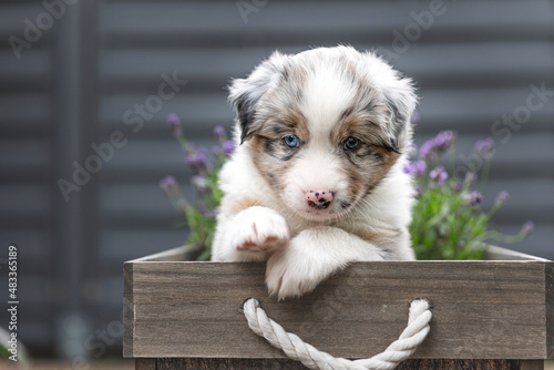 Miniatur American Shepherd Welpe photo