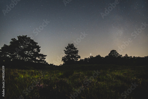 starry heather