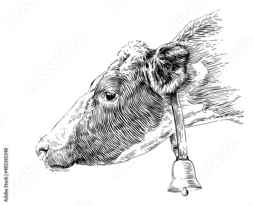 head cow hand drawing sketch engraving illustration style