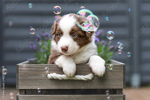 Miniatur American Shepherd Welpe photo