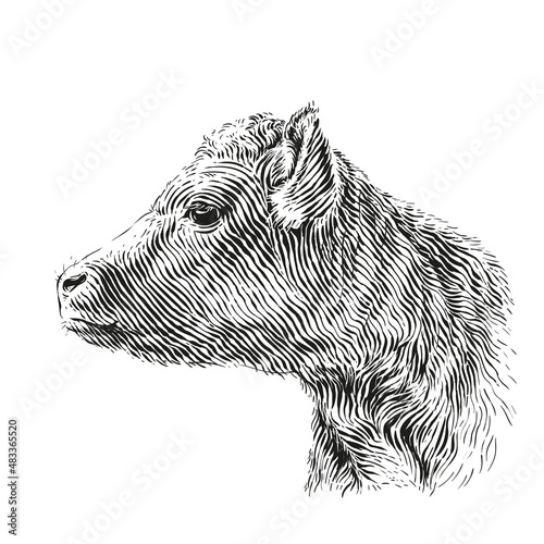 head cow hand drawing sketch engraving illustration style