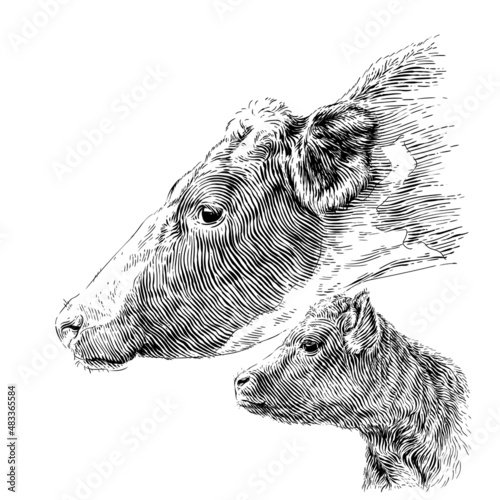 head cow and calf hand drawing sketch engraving illustration style