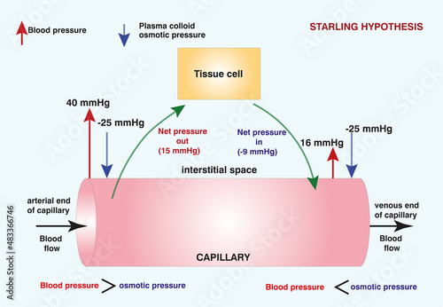 PrintStarling forces describe the movement of fluids between the vasculature and interstitial spaces