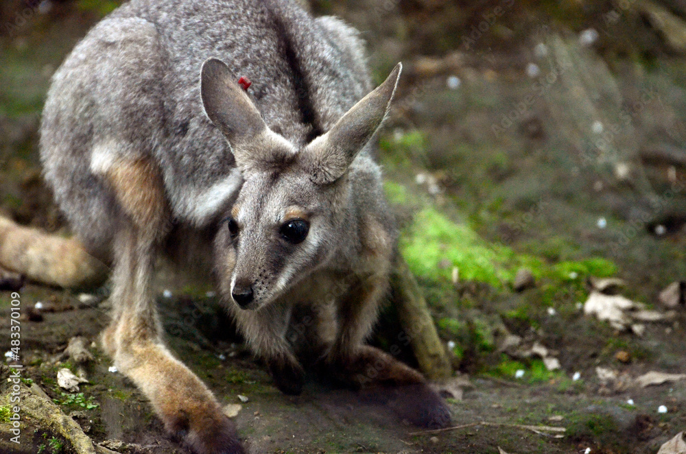 Fototapeta premium ワラビー