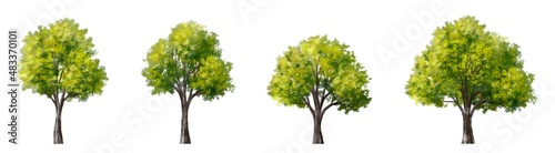 watercolor tree side view isolated on white background for landscape plan and architecture layout drawing, elements for environment and garden