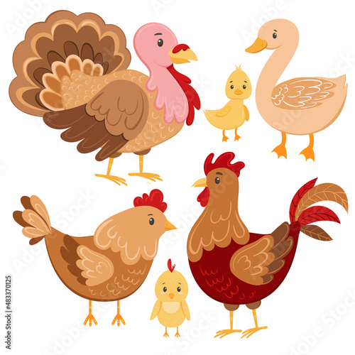 Chicken farm birds vector illustration set. Cartoon goose  duck  turkey  chicken and rooster in cartoon style. Domestic bird hand drawn  isolated on white background.