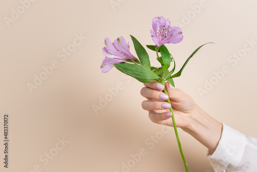 Violet flower in female hand with beautiful manicure on beige background. Beauty, spa and skincare concept. copy space