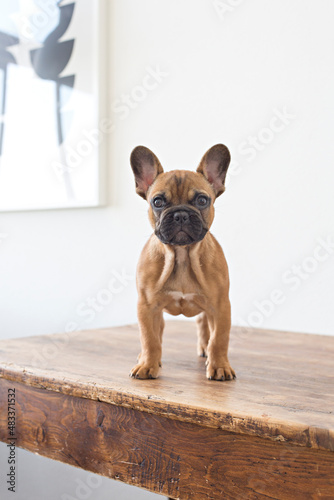 Brown French Bulldog puppy standing on wooden table