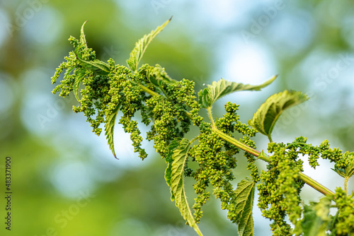 Eating Nettle Seeds. common nettle, stinging nettle or nettle leaf, Nettles from Herb Farm . exclusive larval food understory plant in wetter environments, meadows.