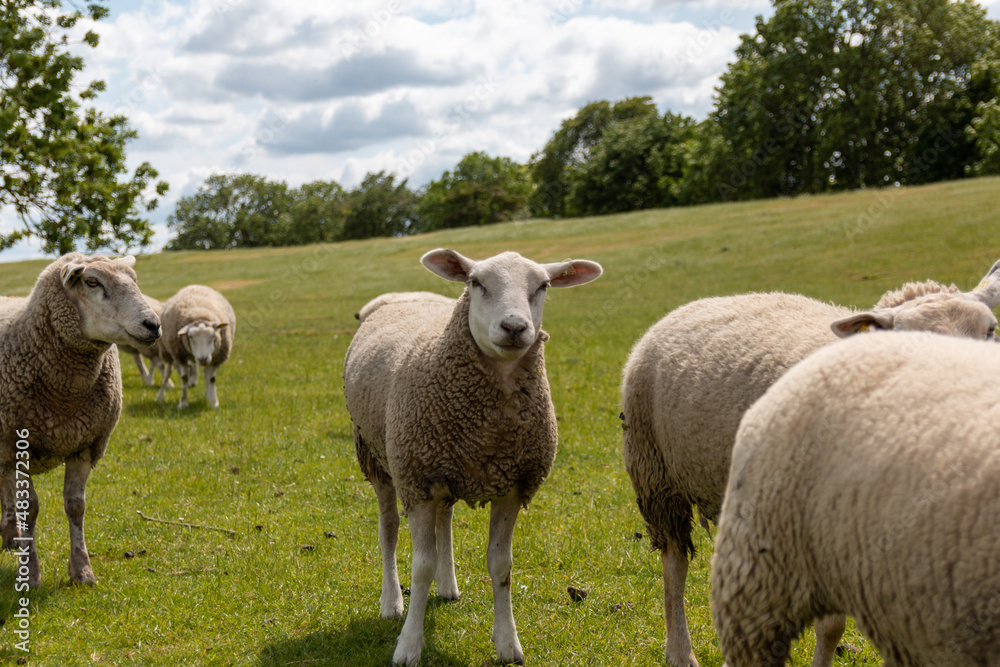 Sheep on the dike in summer in sunshine Sheep on the dike in summer in sunshine