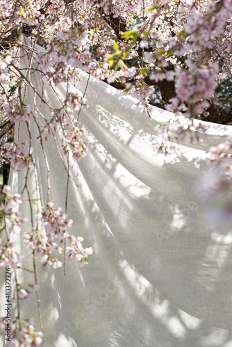 White sheet hanging drying in pink cherry blossom tree