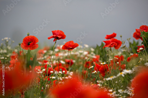 Poppy field Red Flowers Meadow in light rain