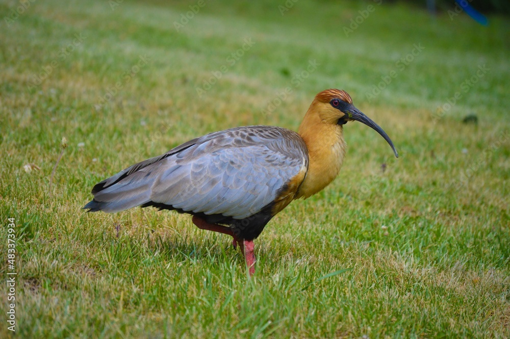 crane in the grass crane in the grass
