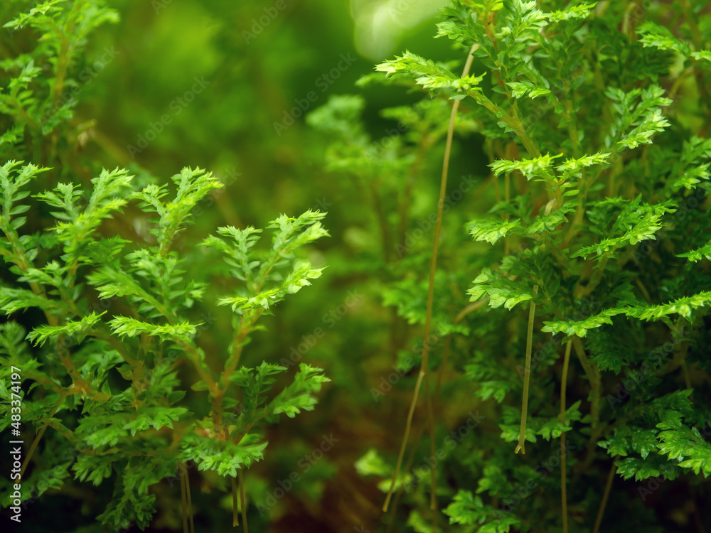 The fine and delicate leaves of the Spike Moss fern