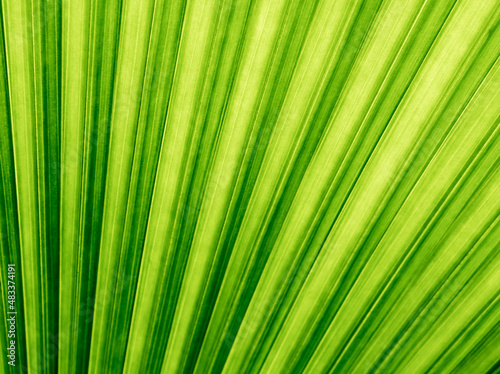 Texture on backside surface of palm leaf  green background