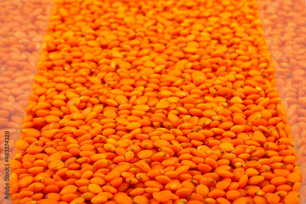 Red lentil isolated on white background. Red lentil isolated on white background.