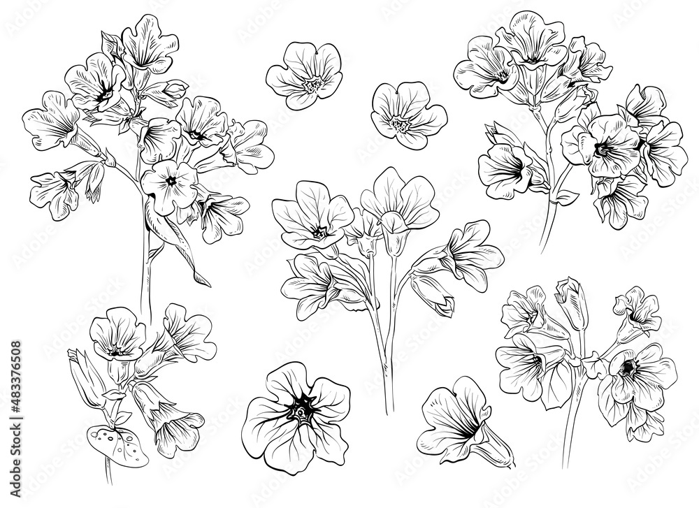 Pulmonaria flowers card backgrounds. Hand drawn vector illustration
