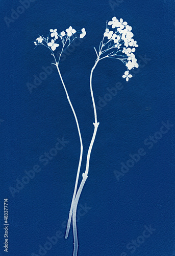 Sun-printing or cyanotype process. Skeleton flower cyanotype