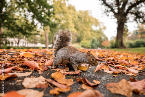 Small squirrel with fluffy tail looking for food on ground covered with fallen dry leaves, Squirrel searching for food on ground