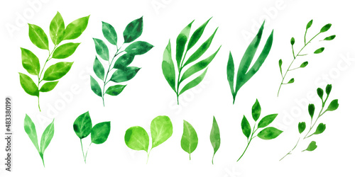 Vector designer elements collection of green foliage natural leaves herbs