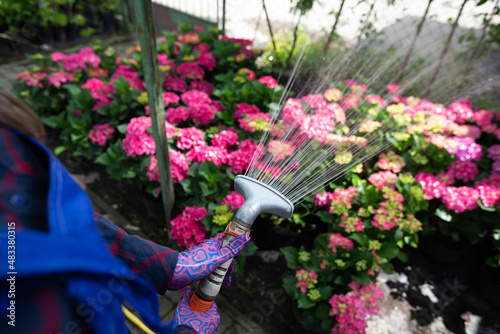 Watering pink flowers in the garden with a stream of water.