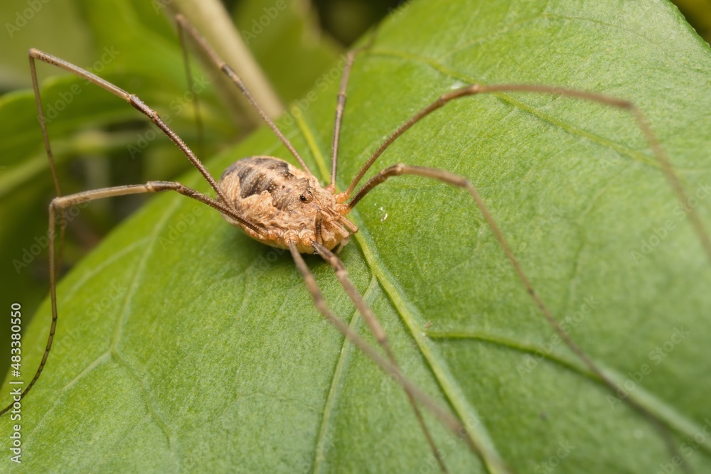 spider Opiliones on a leaf in detail spider Opiliones on a leaf in detail