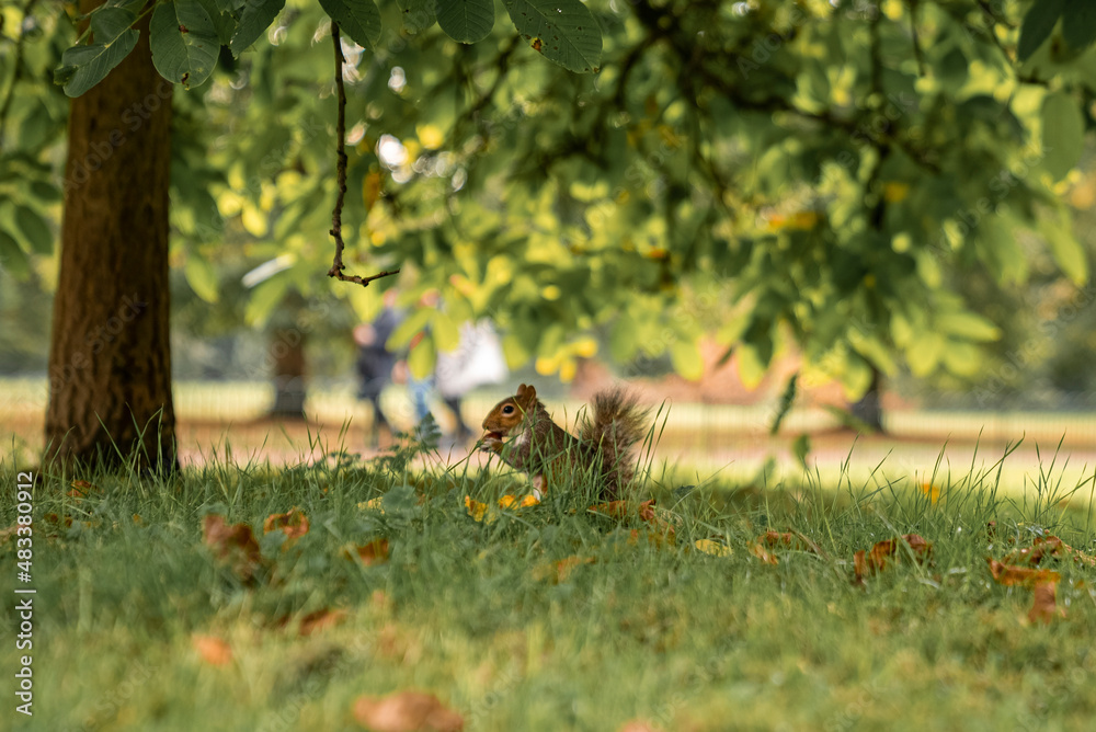Fototapeta premium Small squirrel with fluffy tail eating nut while sitting on grass under tree, Fluffy squirrel holding nut