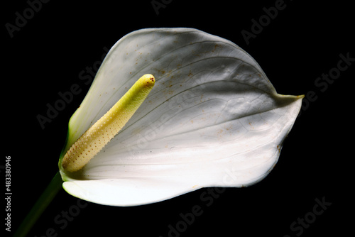 Zantedeschia aethiopica piękne lilie aronowe. Kwiat pełen magii, który ozdobi wnętrze. Jego wygląd to czysta magia i sama miłość. idealne tło dla życzeń i fototapet. kompozycja jako tekstura na tło.