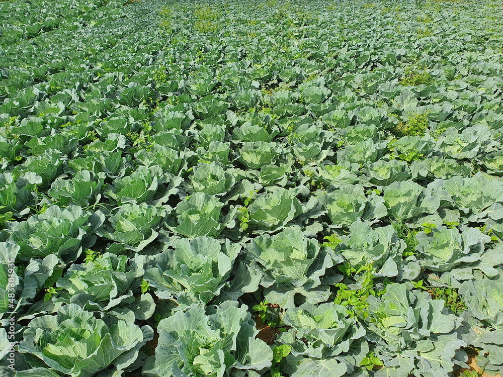The Big cabbage field is planted has green cabbage trees planted in the soil in organic farm, no chemicals. Scientific name Brassica oleracea var.capitata leaves are commonly used in cooking.
The Big cabbage field is planted has green cabbage trees planted in the soil in organic farm, no chemicals. Scientific name Brassica oleracea var.capitata leaves are commonly used in cooking.